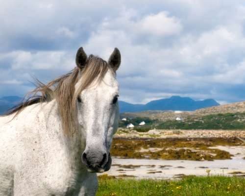 Connemara pony