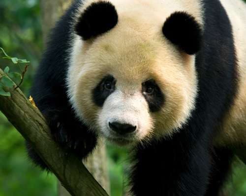 Giant Panda
